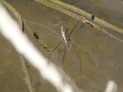 Aquarius conformis