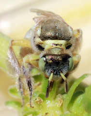 Cockerellia