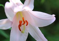 Lilium japonicum
