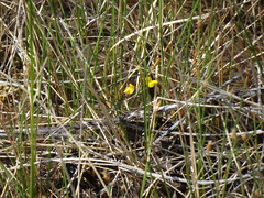 Utricularia ochroleuca