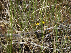 Utricularia ochroleuca