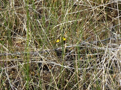 Utricularia ochroleuca