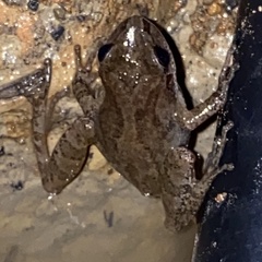 Pseudacris brachyphona