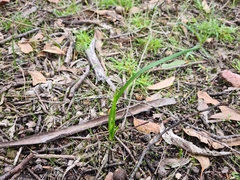 Caesia calliantha