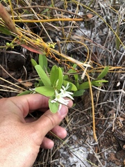 Deeringothamnus pulchellus