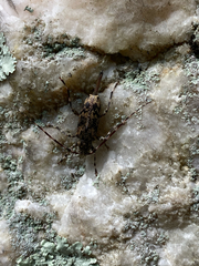 Graphisurus fasciatus