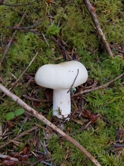 Russula crassotunicata