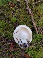 Russula crassotunicata
