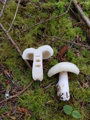 Russula crassotunicata