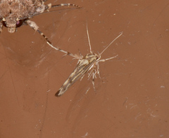 Stathmopoda cyanopla