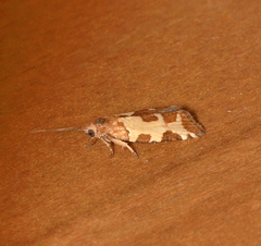 Subfurcatana schematica