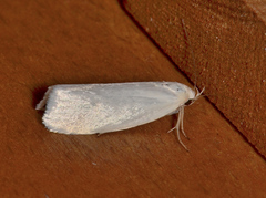 Zacorus carus
