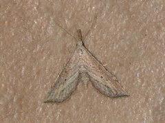 Stenopaltis lithina
