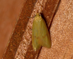 Aeolothapsa malacella