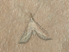 Stenopaltis lithina