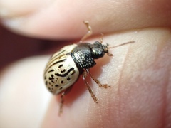 Calligrapha philadelphica
