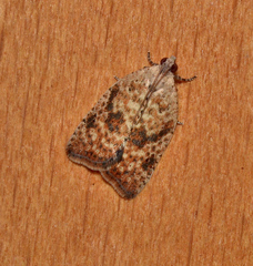 Meritastis