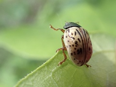 Calligrapha philadelphica