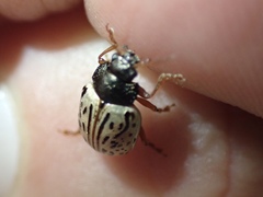 Calligrapha philadelphica