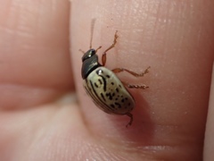 Calligrapha philadelphica