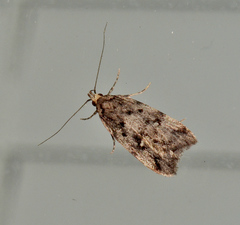 Barea dryocoetes