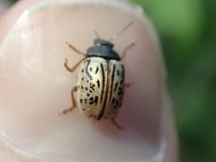 Calligrapha philadelphica