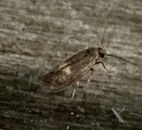 Moth (Perittia herrichiella) photo 2