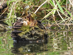 Trachemys venusta venusta