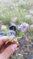 Phacelia linearis