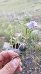 Phacelia linearis