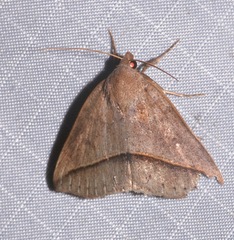 Argyrostrotis flavistriaria