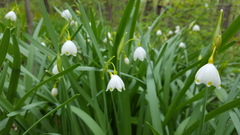 Leucojum aestivum aestivum