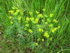 Euphorbia esula