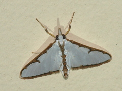 Cirrhochrista aetherialis