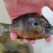 Orangespotted Sunfish × Bluegill - Photo (c) Jerry, some rights reserved (CC BY-NC), uploaded by Jerry