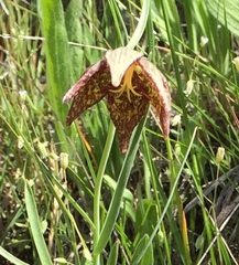 Fritillaria atropurpurea