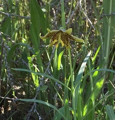 Fritillaria atropurpurea