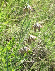 Fritillaria atropurpurea