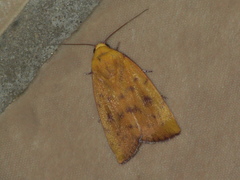 Earias luteolaria