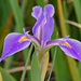 Prairie Iris - Photo (c) Mary Keim, some rights reserved (CC BY-NC-SA)