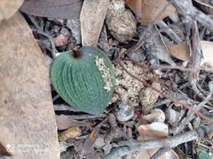Eriochilus collinus collinus
