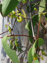Lorantheae