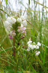 Triphysaria versicolor versicolor