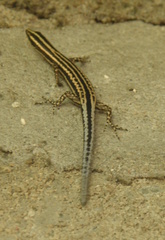 Cryptoblepharus leschenault