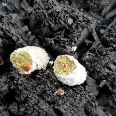 Trichosurus vulpecula