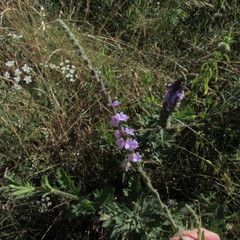 Verbena xutha