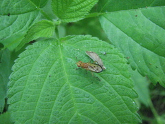 Tetanocera plebeja