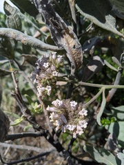 Eriodictyon traskiae smithii