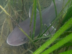 Smooth Dogfish photo 3