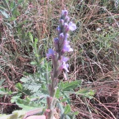 Verbena xutha